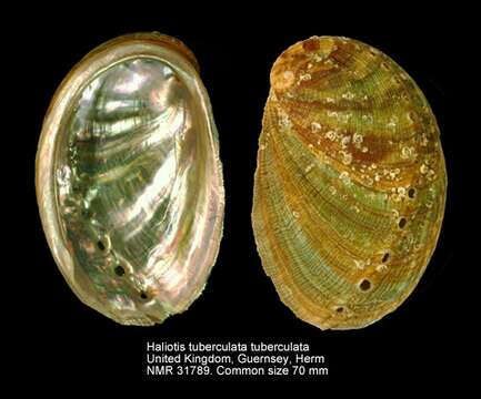 Image of Abalone