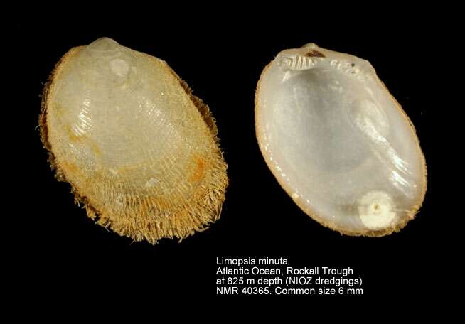 Image de Limopsis minuta (Philippi 1836)