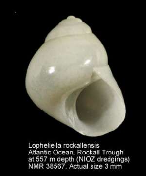 Image of Lopheliella rockallensis Hoffman, van Heugten & Lavaleye 2008
