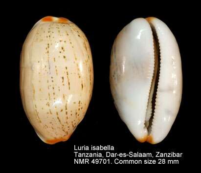 Image of Isabell cowry