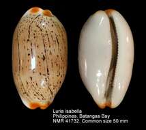 Image of Isabell cowry