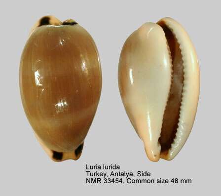 Image of brown cowrie