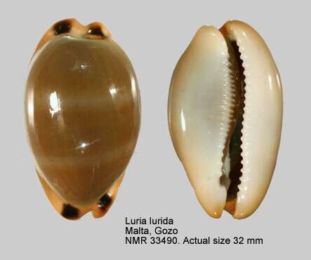 Image of brown cowrie