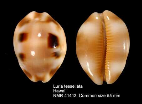 Слика од Luria tessellata (Swainson 1822)