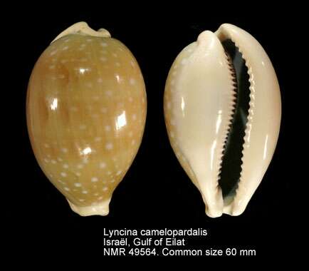 Image of camel cowrie