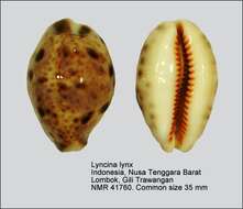 Image of bobcat cowrie