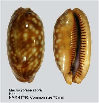 Image of measled cowrie