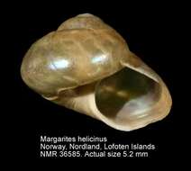 Image of helicina margarite