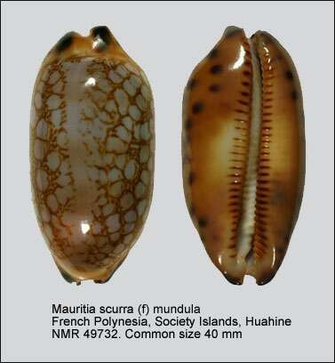 Image of jester cowrie