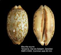 Image of jester cowrie