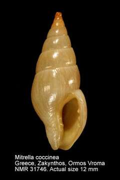 Image of Mitrella coccinea (Philippi 1836)