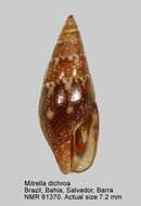 Image of Mitrella dichroa (G. B. Sowerby I 1844)