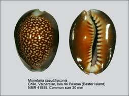 Image de Monetaria caputdraconis (Melvill 1888)