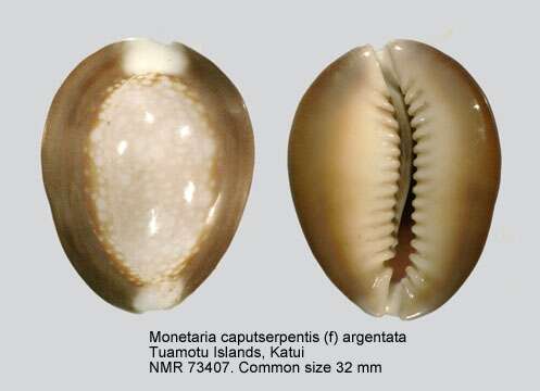 Monetaria caputserpentis (Linnaeus 1758) resmi