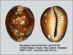 Imagem de Monetaria caputophidii (Schilder 1927)