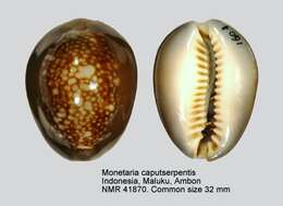 Monetaria caputserpentis (Linnaeus 1758) resmi