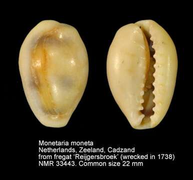 Image de Monetaria moneta (Linnaeus 1758)