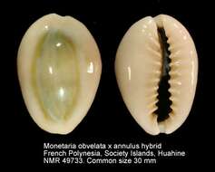 Monetaria obvelata (Lamarck 1810) resmi