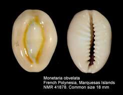 Monetaria obvelata (Lamarck 1810) resmi