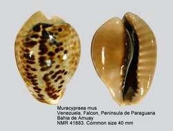 Image of mouse cowry