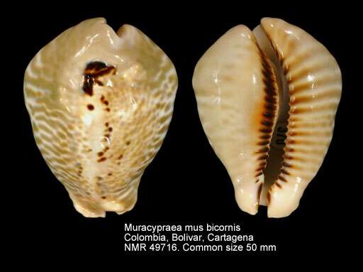 Image of horned mouse cowry