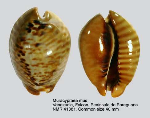 Image of mouse cowry