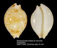 صورة Nesiocypraea Azuma & Kurohara 1967