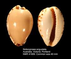 Image of Notocypraea angustata (Gmelin 1791)