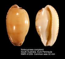 Image of Notocypraea comptonii (Gray 1847)