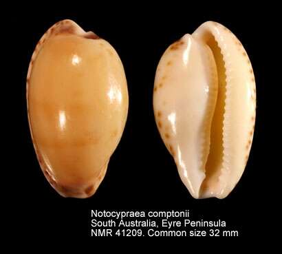 Image of Notocypraea comptonii (Gray 1847)