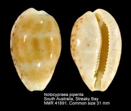 Image of Notocypraea piperita (Gray 1825)