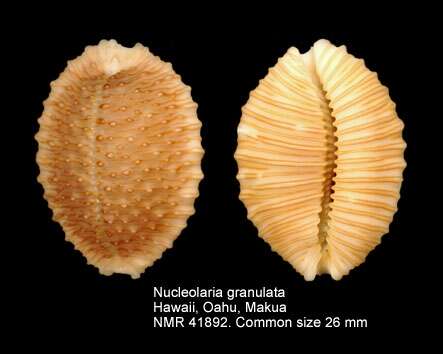 Image of granulated cowry