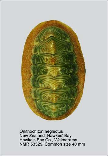 Image of Onithochiton neglectus Rochebrune 1881