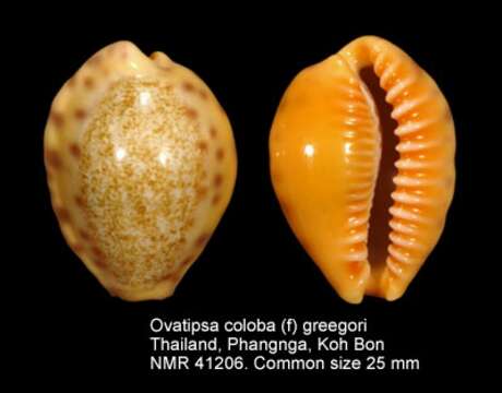 Image of Ovatipsa coloba (Melvill 1888)