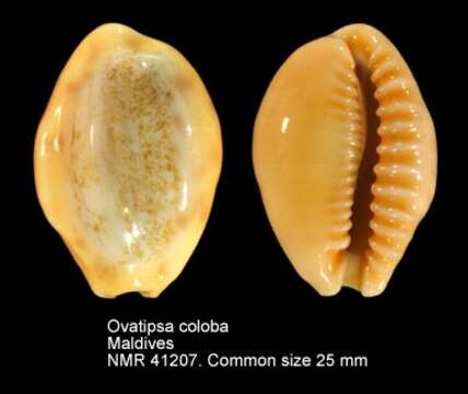 Image of Ovatipsa coloba (Melvill 1888)