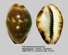 Image of Palmadusta androyensis Blöcher & Lorenz 1999