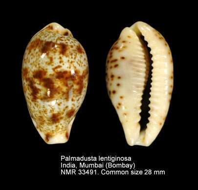 Image of Palmadusta lentiginosa (J. E. Gray 1825)