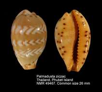 Image of Palmadusta ziczac (Linnaeus 1758)