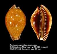 Image of Perisserosa guttata surinensis (Raybaudi 1978)