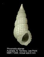 Image de Phosinella allanae (Laseron 1950)