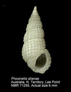 Image of Phosinella allanae (Laseron 1950)