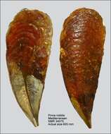 Image of fan mussel