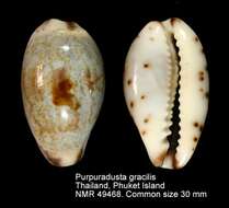 Image of graceful cowrie