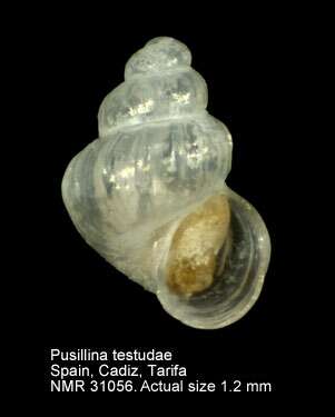 Image of Pusillina testudae (Verduin 1979)