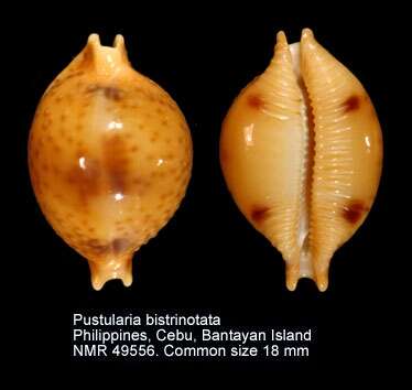 Image of treblespotted cowrie