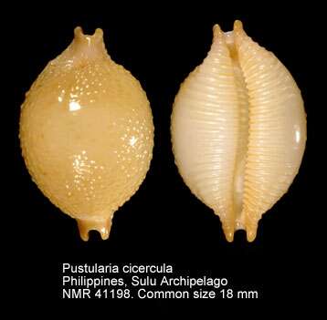Image de Pustularia cicercula (Linnaeus 1758)
