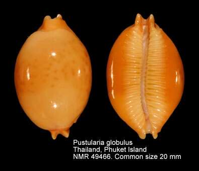 Image of globose cowrie