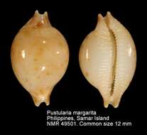 Image de Pustularia margarita (Dillwyn 1817)