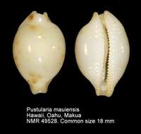 Image de Pustularia mauiensis (Burgess 1967)