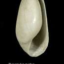 صورة Pyrunculus ovatus (Jeffreys 1871)